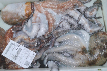 Archivo - Pulpo