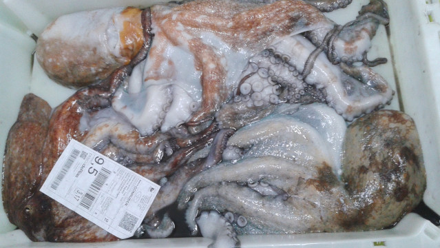 Archivo - Pulpo