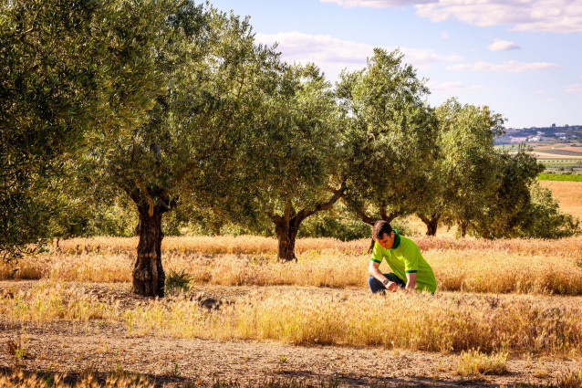 Archivo - Un total de 82 almazaras de seis países certificadas en sostenibilidad por Deoleo desde 2018.