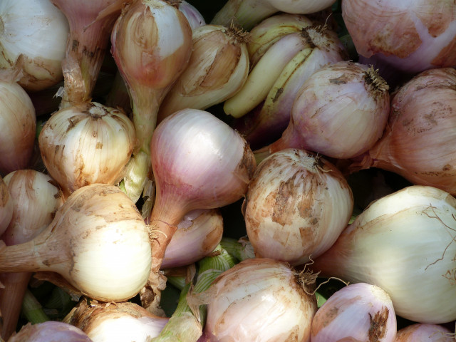 Archivo - Cebollas