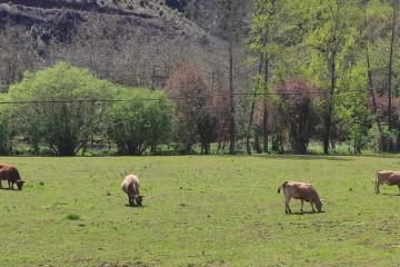 Archivo - Imagen de archivo de vacas en el medio rural.