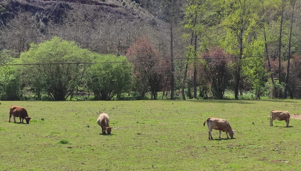Archivo - Imagen de archivo de vacas en el medio rural.