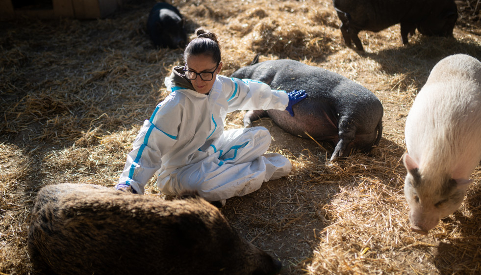 Archivo - Cerdos y PPA