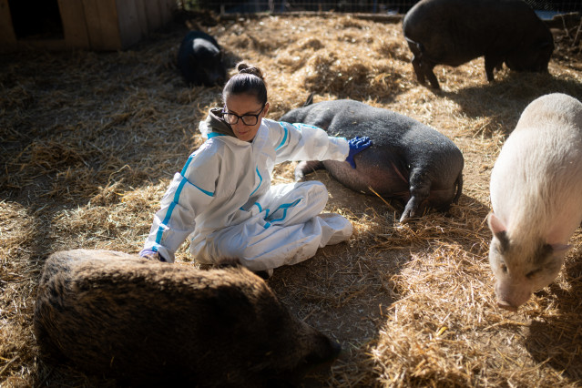 Archivo - Cerdos y PPA