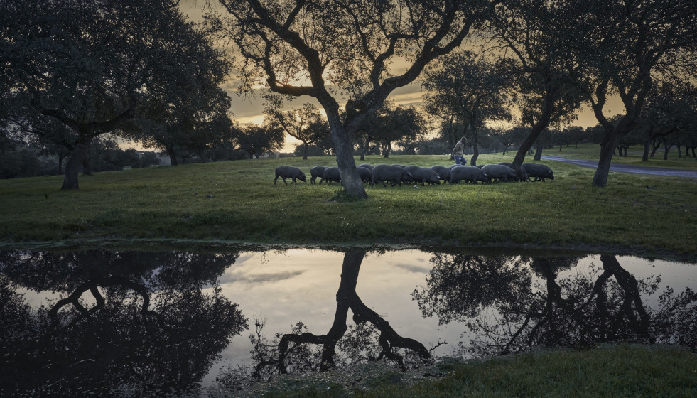 Archivo - Cerdo ibérico en la dehesa.