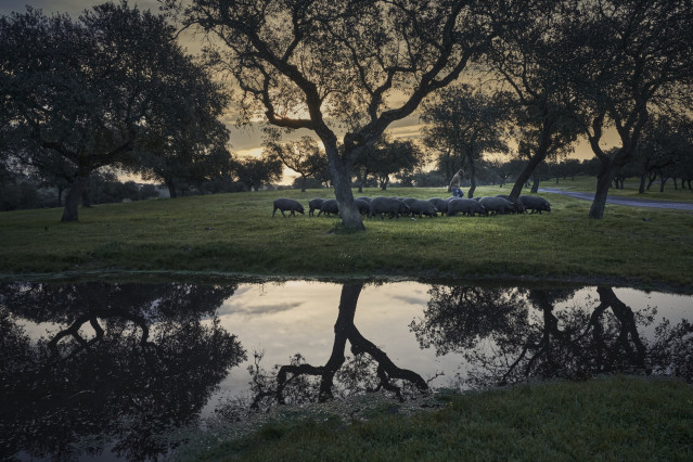 Archivo - Cerdo ibérico en la dehesa.
