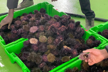 Oricios, erizos de mar capturados en Asturias.