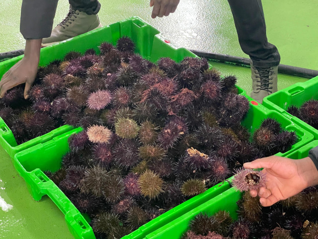 Oricios, erizos de mar capturados en Asturias.