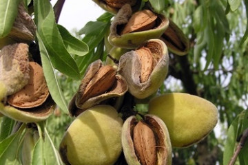 Archivo - Frutos secos