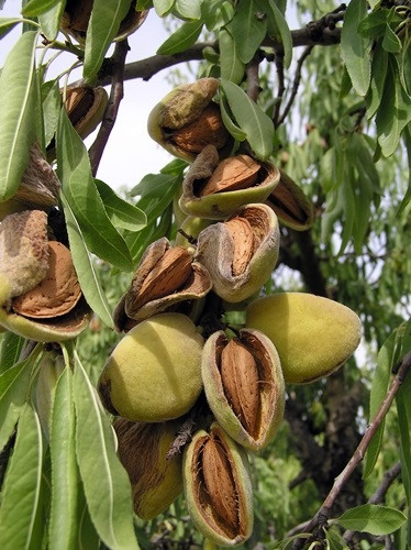 Archivo - Frutos secos