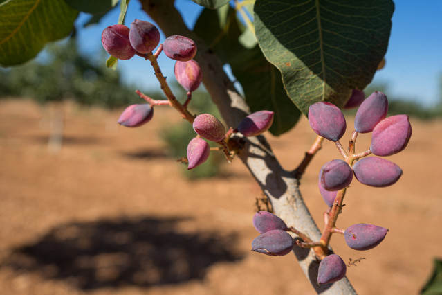 Archivo - Recogida del pistacho en una finca,