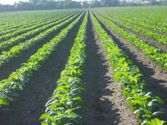 Tabaco en el norte de Extremadura