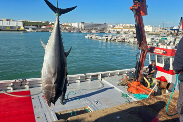 Levantá de atún rojo en la almadraba de Barbate, la primera en hacerlo en la provincia de Cádiz