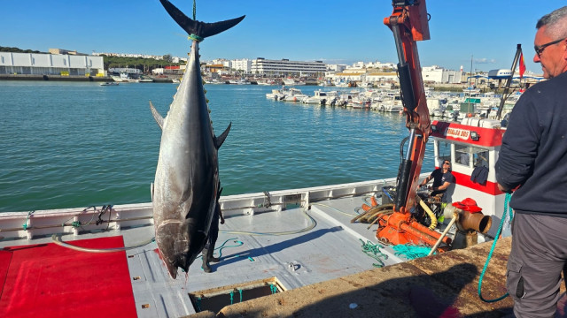Levantá de atún rojo en la almadraba de Barbate, la primera en hacerlo en la provincia de Cádiz