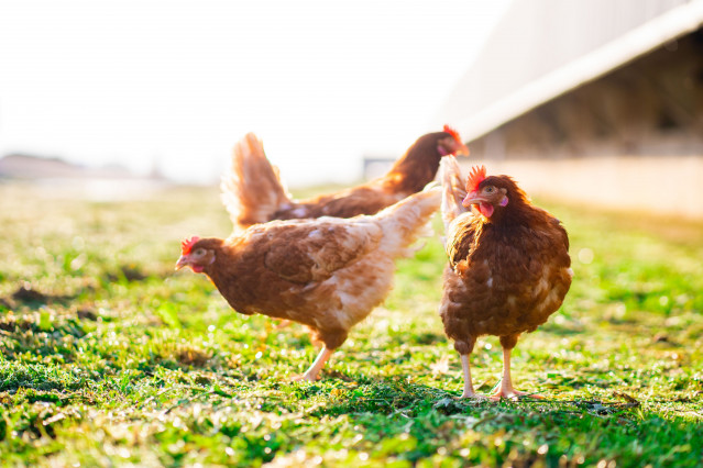 Archivo - Aves en exterior