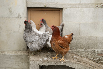 Archivo - Gallinas en gallineros