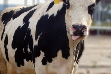 Archivo - Vacuno de leche