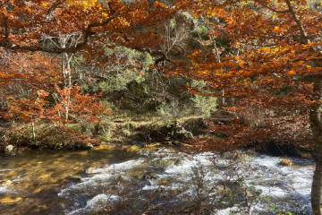 Archivo - El Hayedo de Montejo en otoño