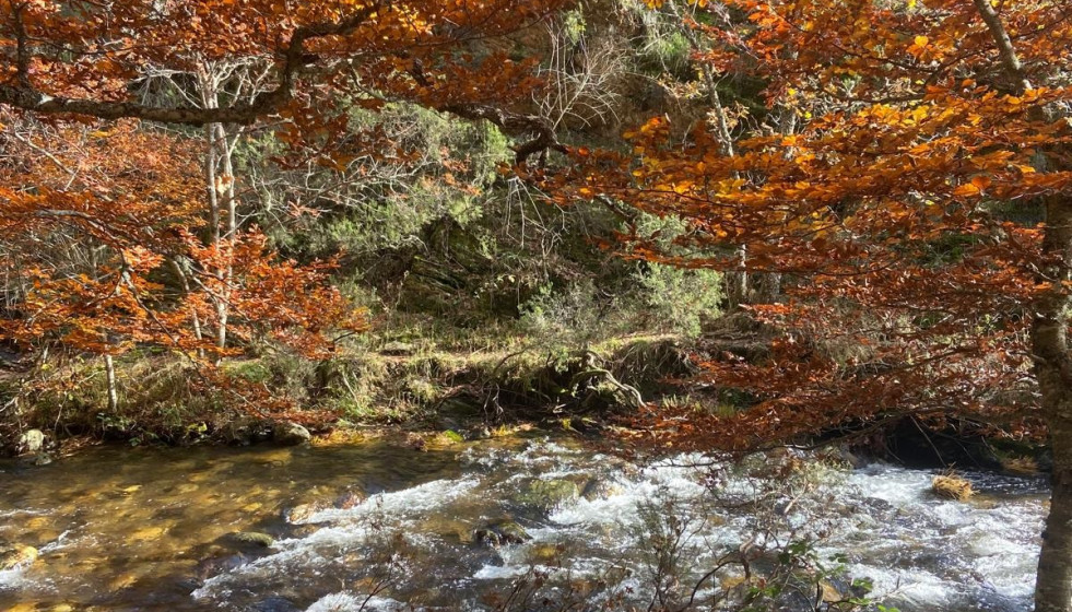 Archivo - El Hayedo de Montejo en otoño