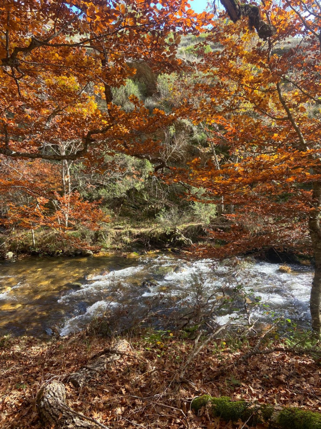 Archivo - El Hayedo de Montejo en otoño