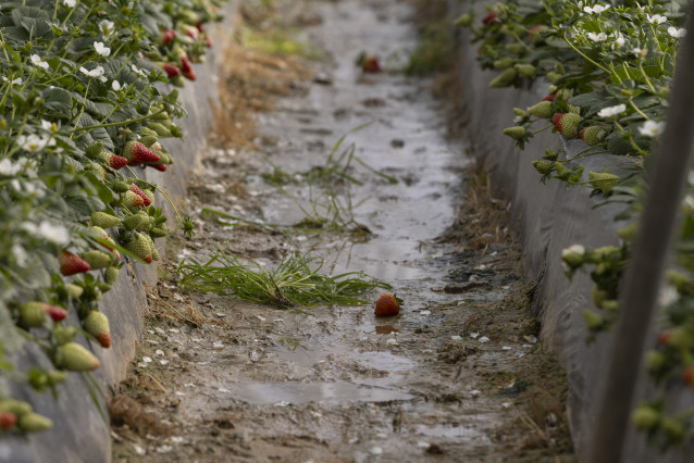 Archivo - Explotación agrícola en Moguer (Huelva) dedicada al cultivo de la fresa afectada por el temporal. A 12 de febrero de 2026 en Moguer, Huelva (Andalucía, España). La sucesión de borrascas atlánticas registradas en los últimos meses en Andalucía es