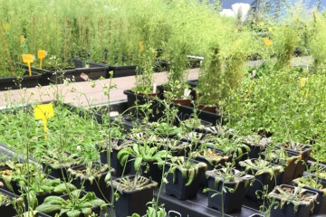 Plantas en el laboratorio