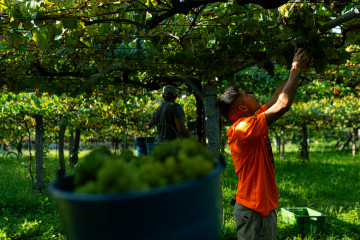 Archivo - Agricultor en el campo