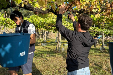 Archivo - Recogida de la uva en la campaña de la vendimia
