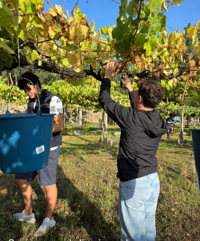 Archivo - Recogida de la uva en la campaña de la vendimia