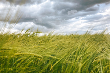 Archivo - Tierra de cereal en Cantalpino.