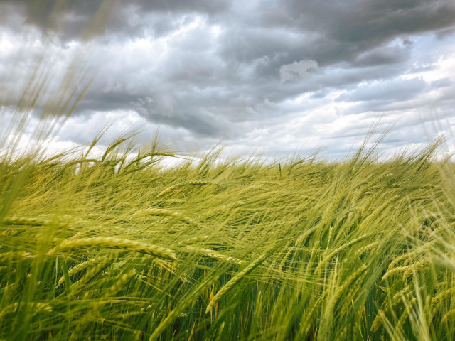 Archivo - Tierra de cereal en Cantalpino.
