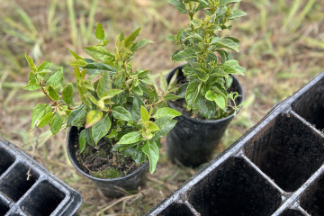 Sostenibilidad en la bodega