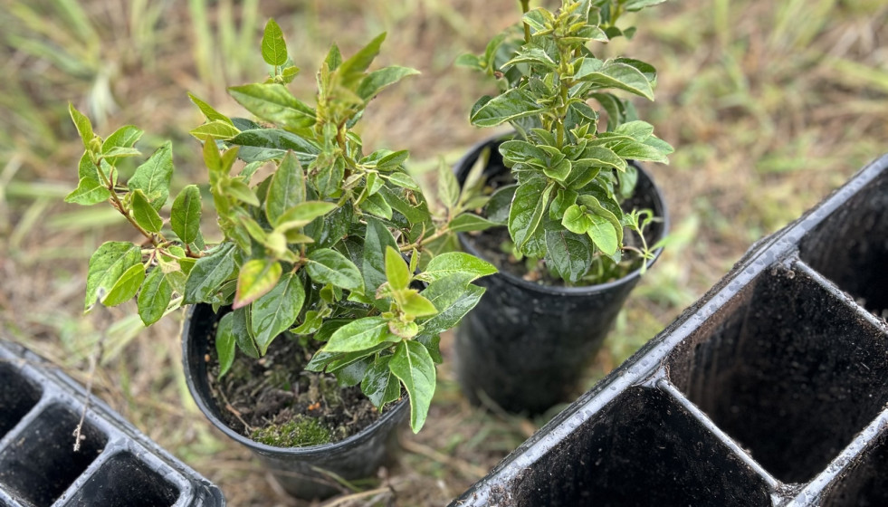 Sostenibilidad en la bodega