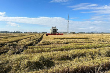 Archivo - Asociaciones de productores piden al Parlamento proteger el arroz frente las a importaciones sin aranceles.