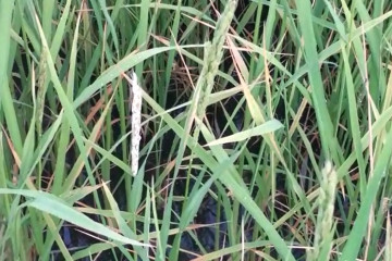 Archivo - Granos de arroz quemados por la pyricularia