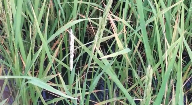 Archivo - Granos de arroz quemados por la pyricularia