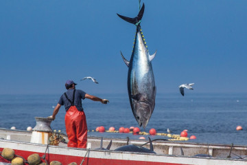 Archivo - Pesca de atún en la provincia.