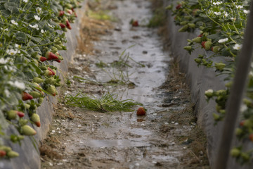 Archivo - Explotación agrícola en Moguer (Huelva) dedicada al cultivo de la fresa afectada por el temporal.