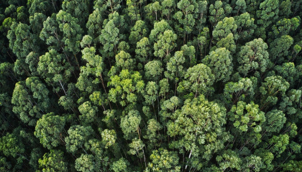 Archivo - COPADE busca combatir la deforestación con 'Bosques vivos', una iniciativa para concienciar a más de 50.000 personas