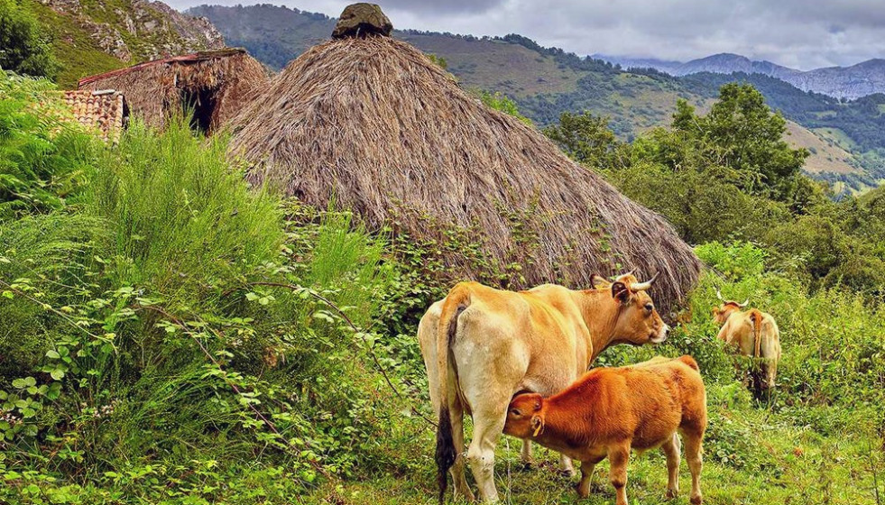 Archivo - Vacas