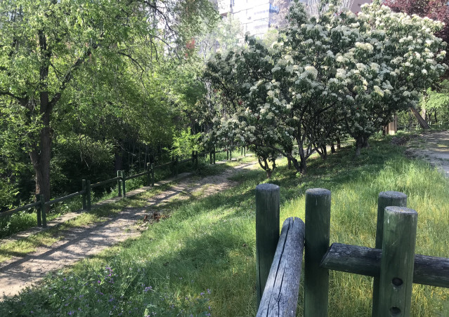 Archivo - Senda y árboles próximos a la ribera del río