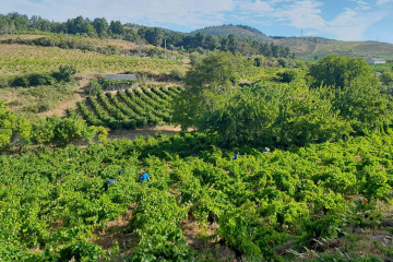 Viñedos de El Bierzo.