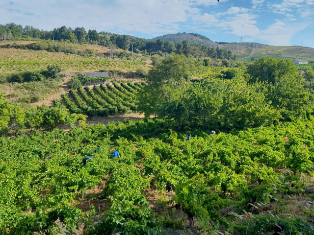 Viñedos de El Bierzo.
