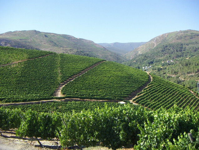 Viñedo de godello de Godeval