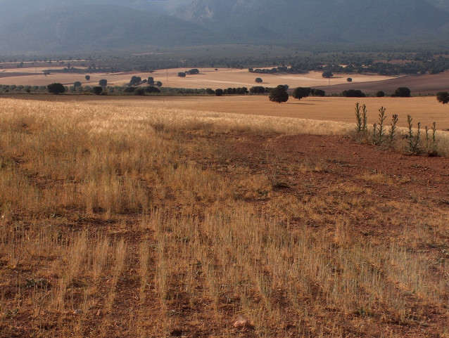 Archivo - Campo