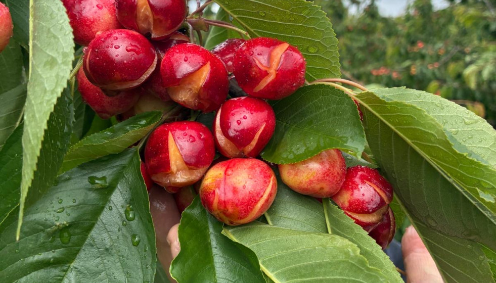 Cereza