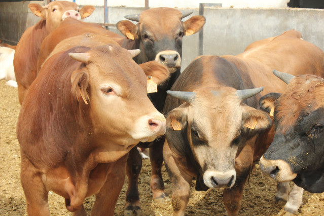 Archivo - Vacas.