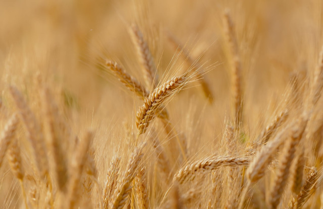 Imagen de archivo de un campo de cereal