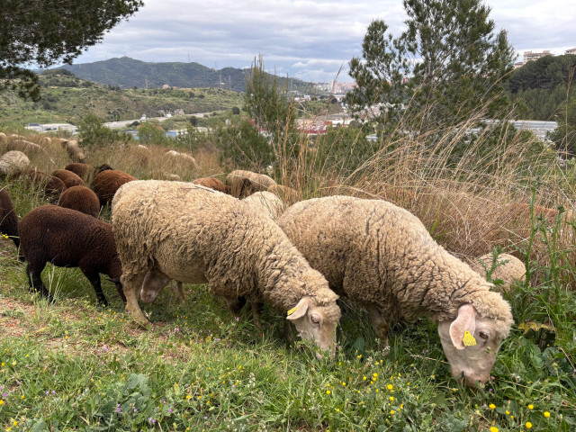 Archivo - Dos ovejas de un rebaño pastando en el Parc Natural de Collserola