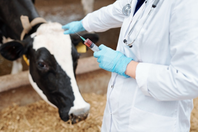 Archivo - Las clínicas veterinarias superan los 2.000 millones de euros en 2025, un 6,7% más, según DBK.